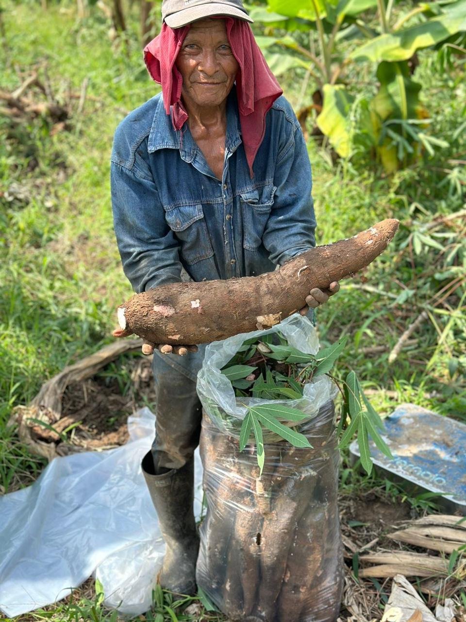 del campo a tu mesa - fonterina harina de yuca libre de gluten
